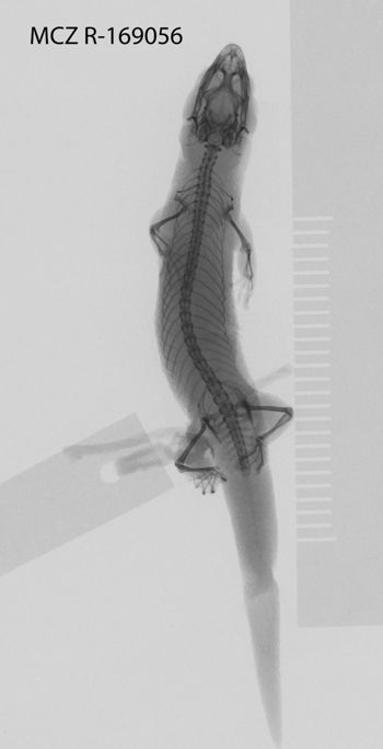 Media type: image;   Herpetology R-169056